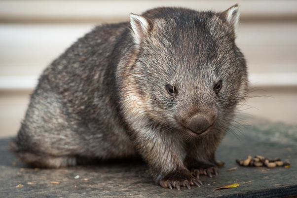 wombat